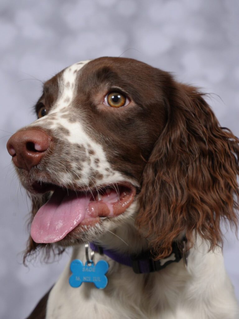 Close-up of a brown-and-white dog with its tongue hanging out, wearing a blue bone-shaped tag collar on a snowy background.